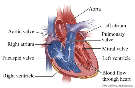 HVIheartvalves.jpg